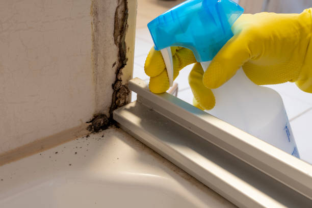 Best Residential Mold Removal  in Lakewood Park, FL