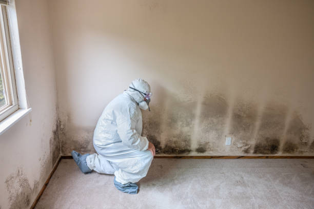 Best Local Mold Removal Service  in Lakewood Park, FL