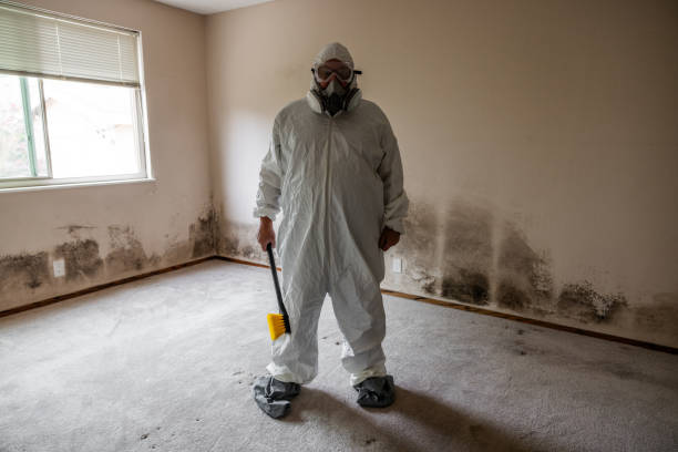 Best Toxic Mold Removal  in Lakewood Park, FL